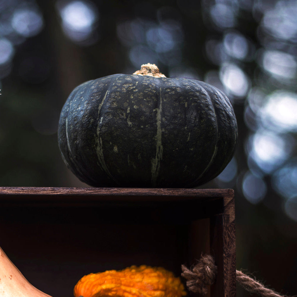 Comment faire pousser des courges renoncule Burgess au Québec