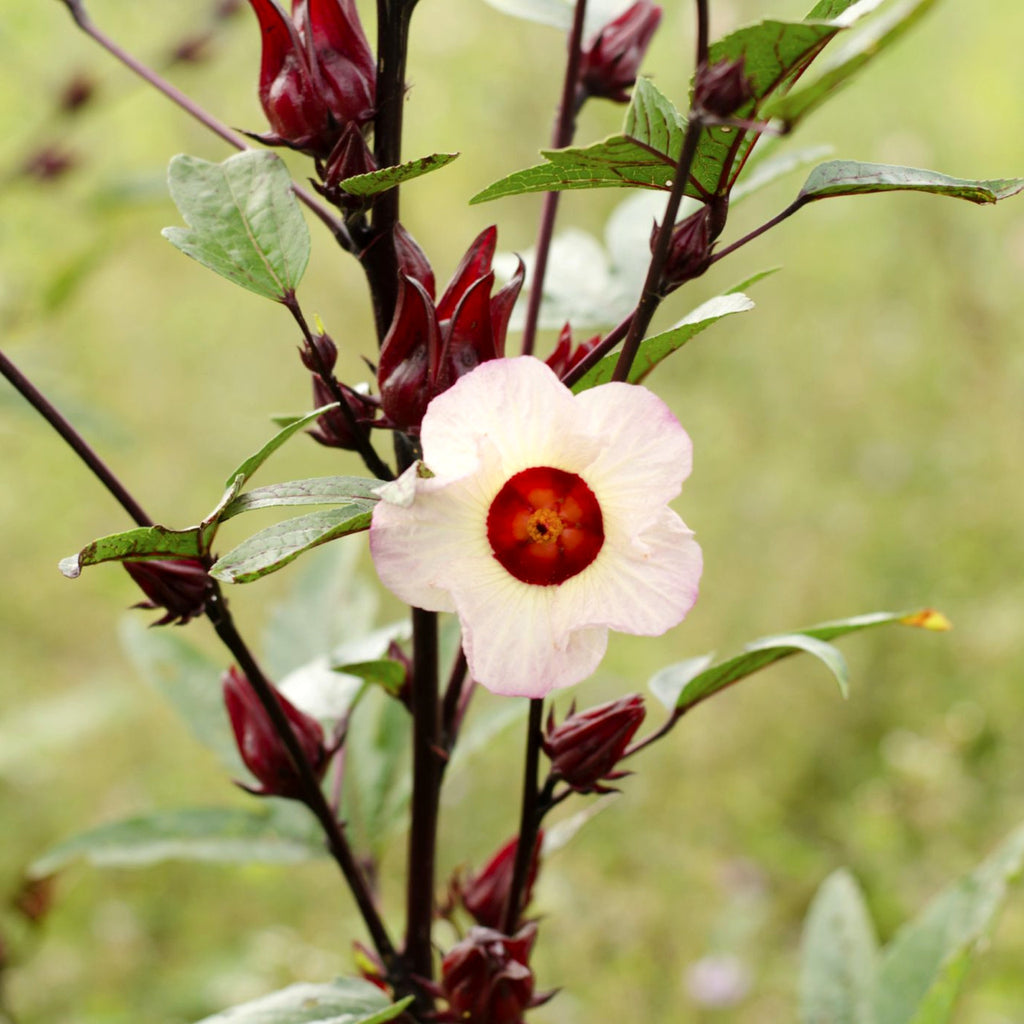 Comment faire pousser de la roselle au Québec
