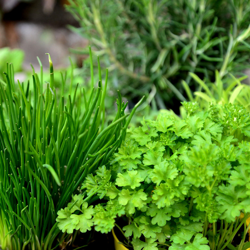 Comment faire pousser des herbes au Québec