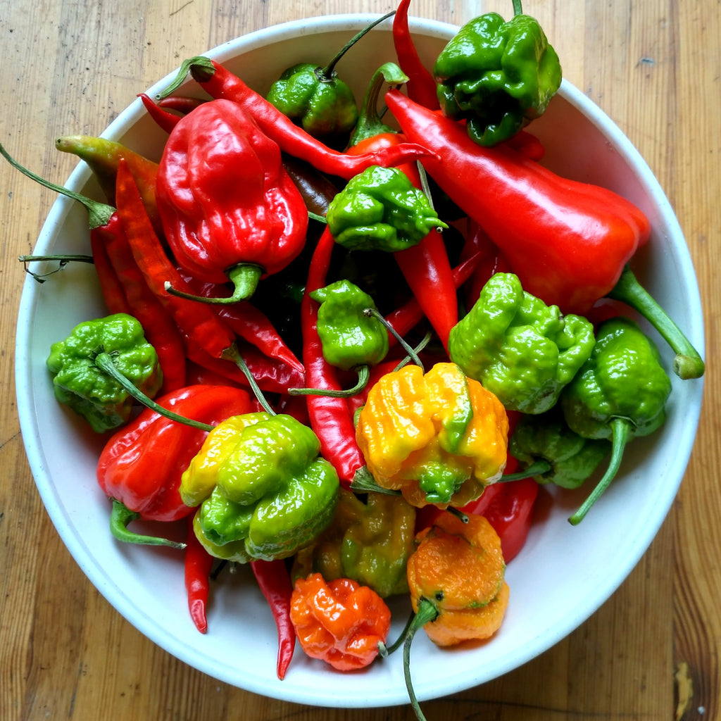 Comment faire pousser des piments forts au Québec