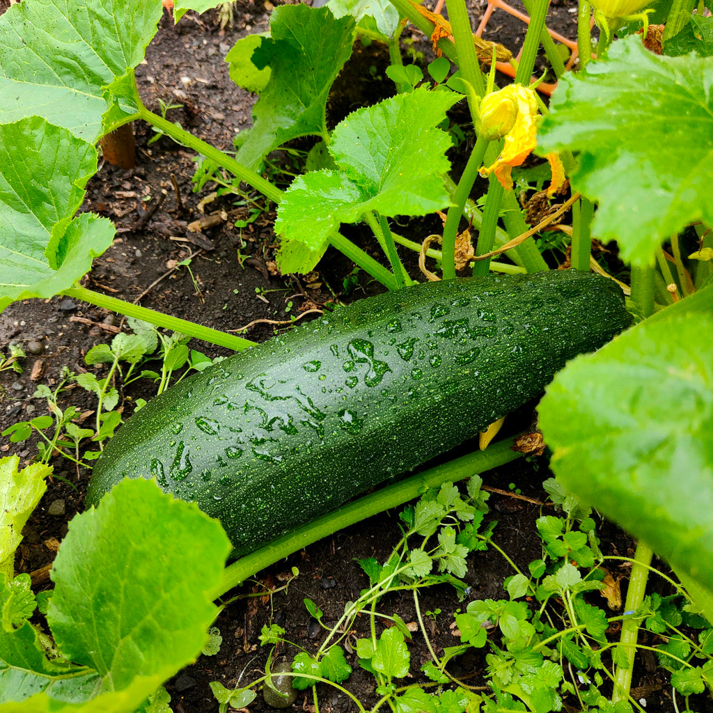 Comment faire pousser des courgettes d'été zucchini au Québec
