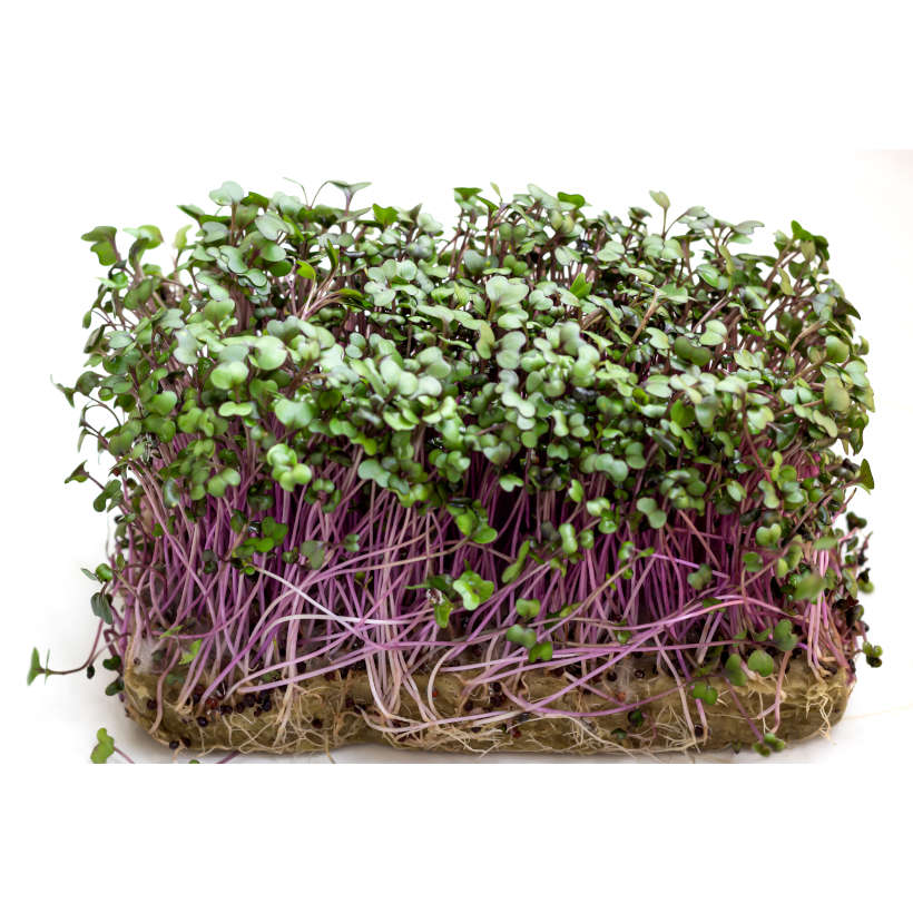 Chou Rouge Écologique pour Germinations et Micropousses