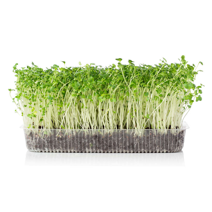 Gourgane (Fava) Écologique pour Germinations et Micropousses
