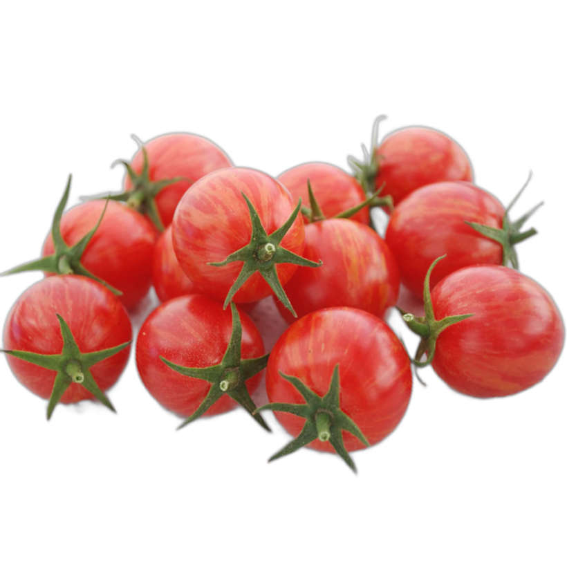 Tomate Cerise Pink Bumblebee Écologique