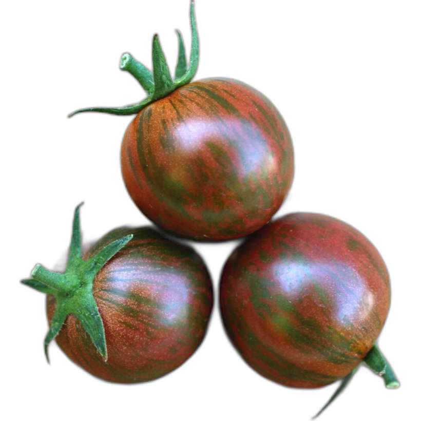 Tomate Cerise Purple Bumblebee Écologique