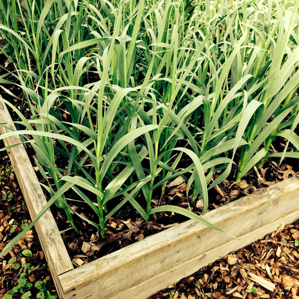 How to grow spring garlic in quebec