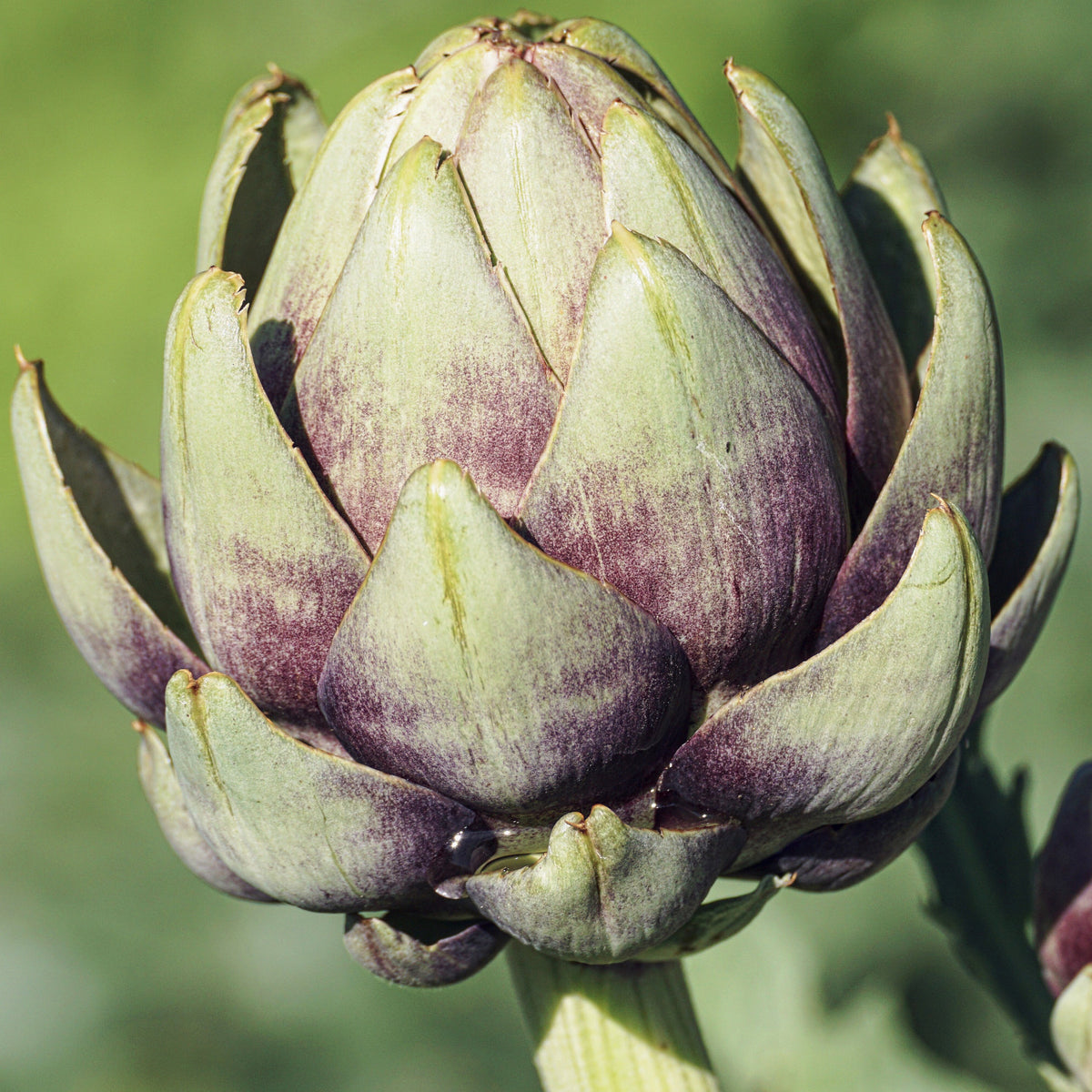 How to grow artichokes in quebec