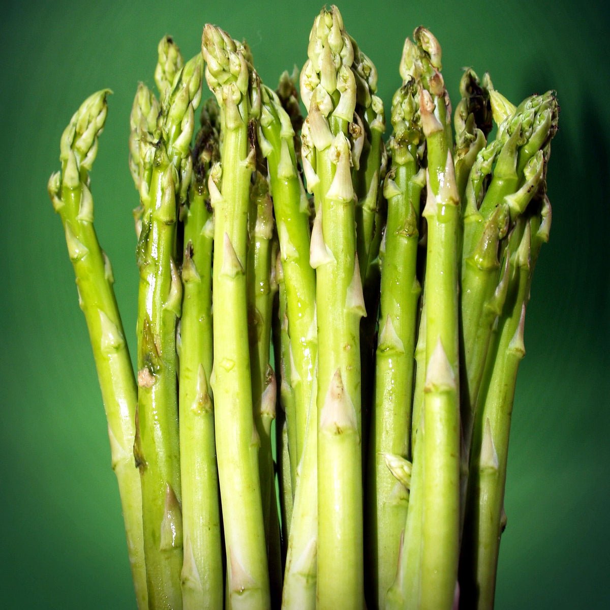 How to grow asparagus in quebec