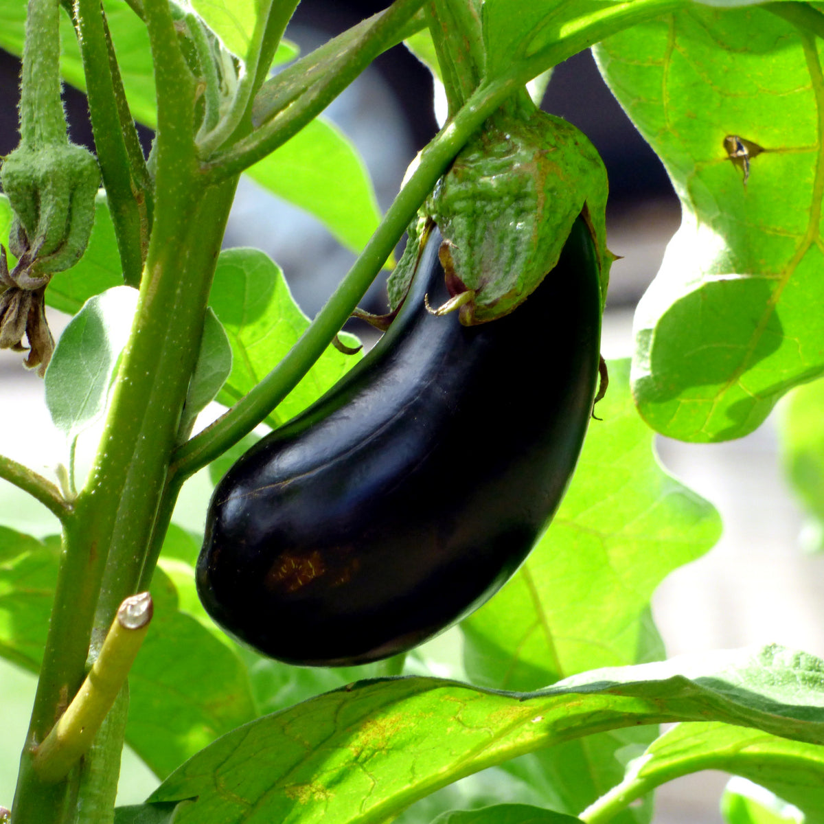 How to grow eggplants in quebec
