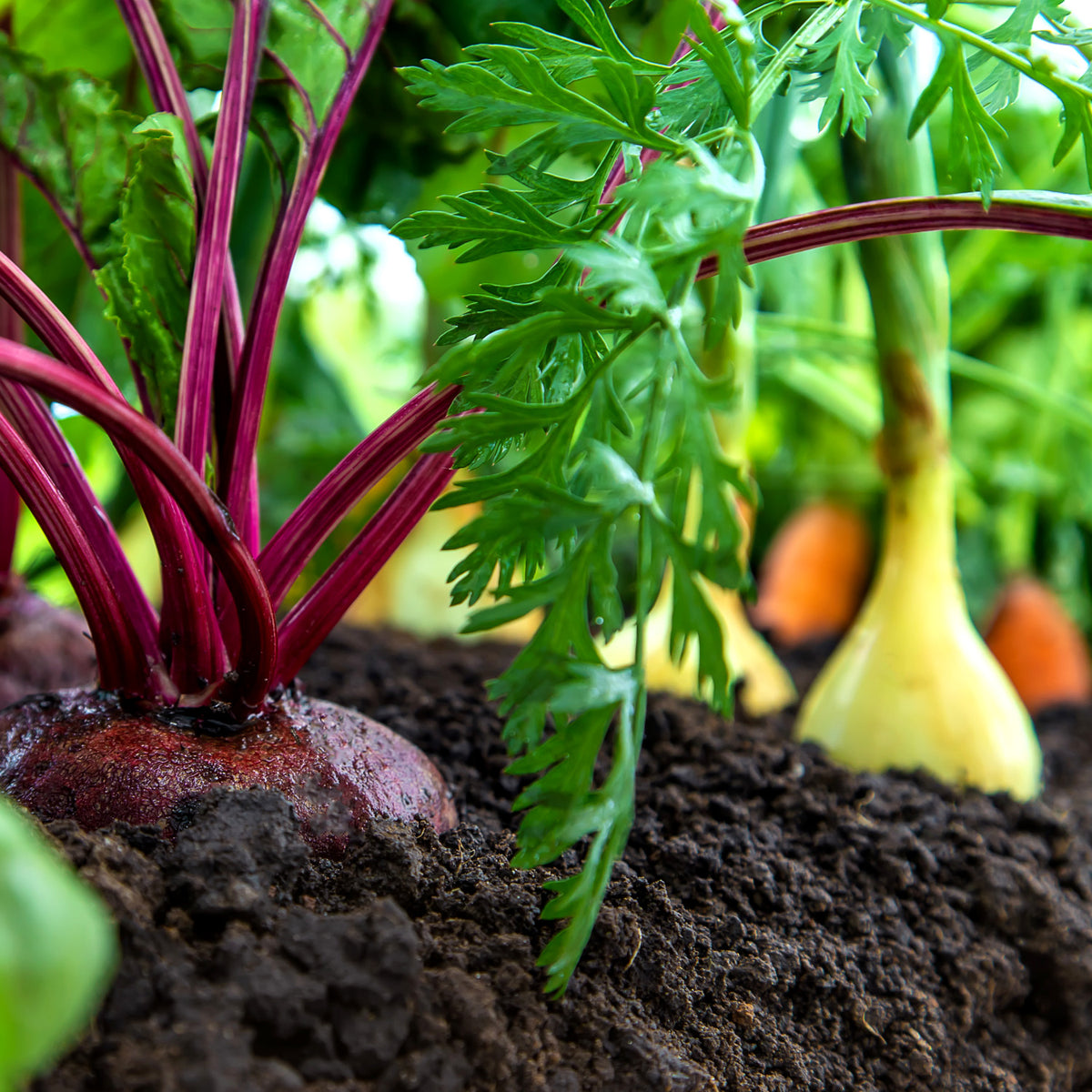Le potager d'automne