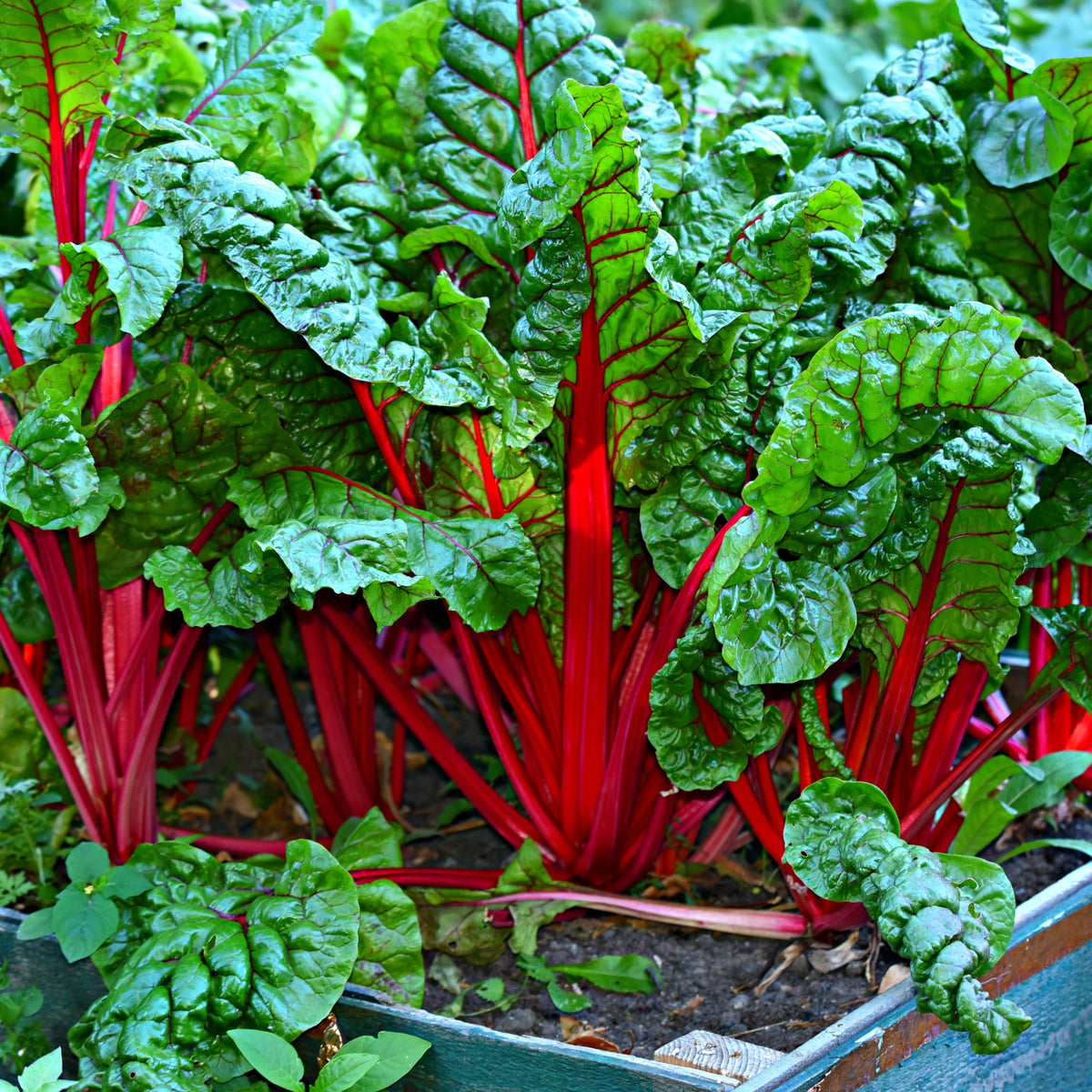 How to grow swiss chard in quebec