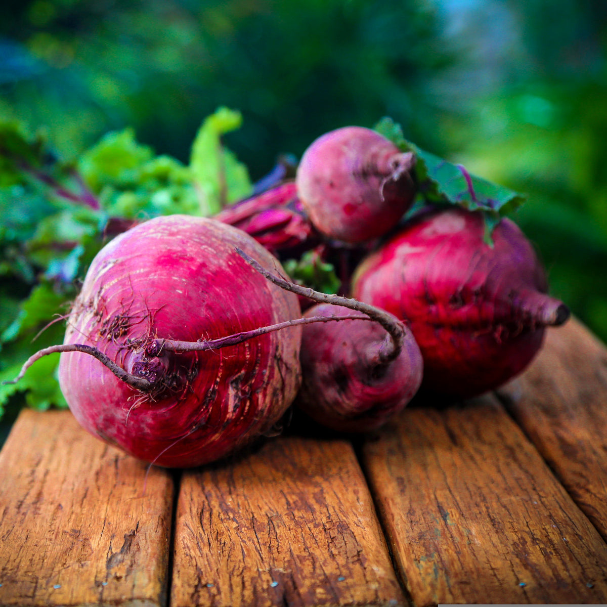 How to grow beets in quebec