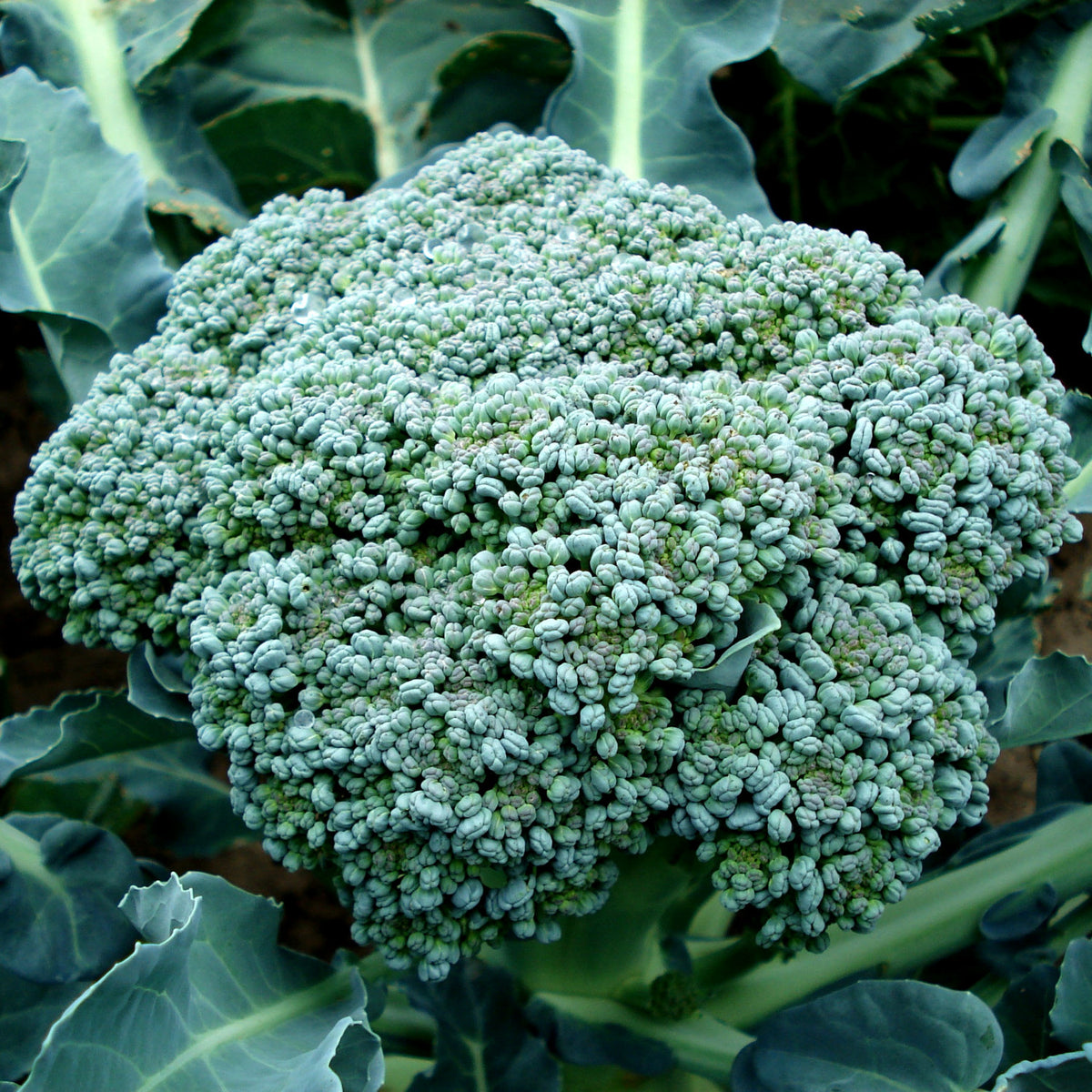 How to grow broccoli in quebec