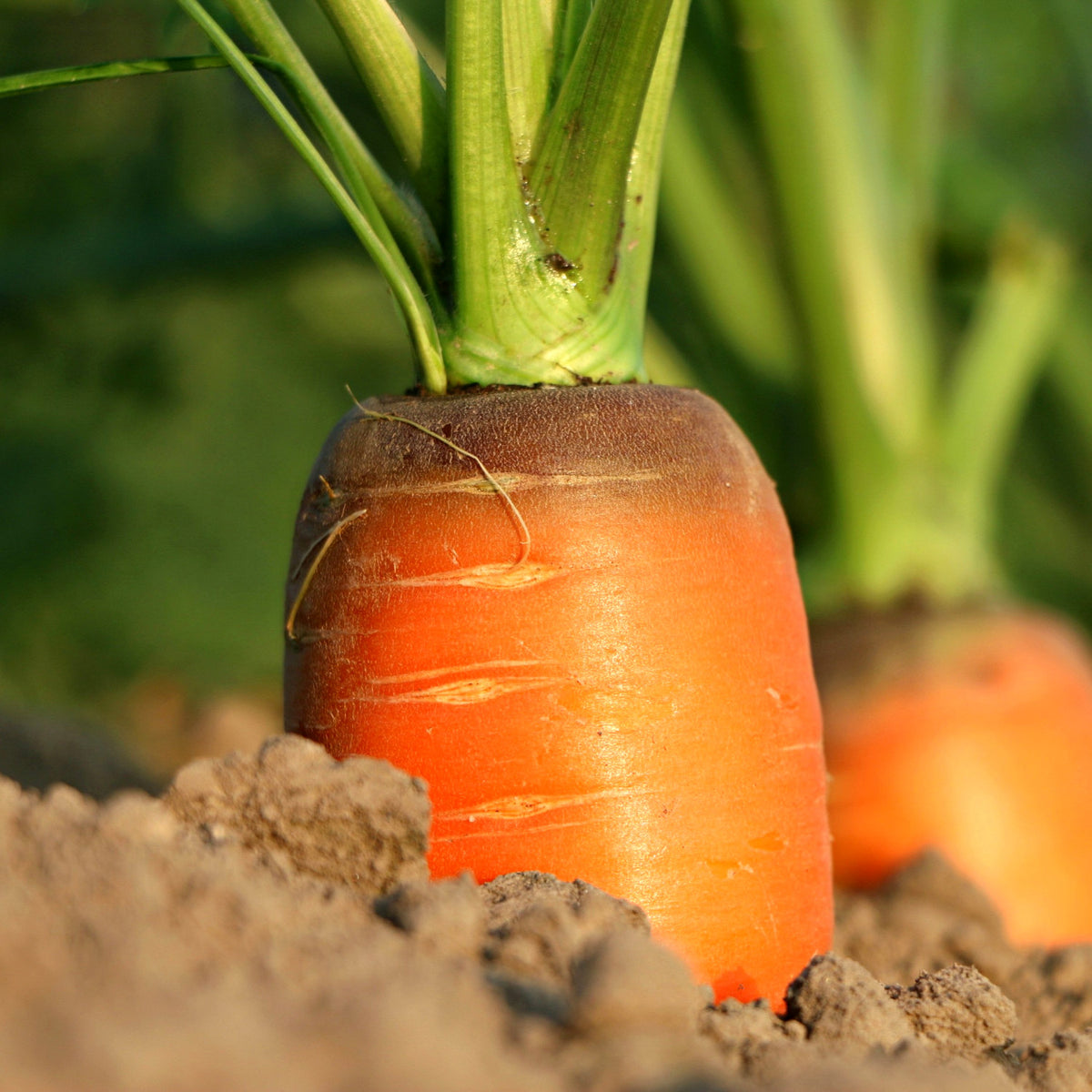 How to grow carrots in quebec