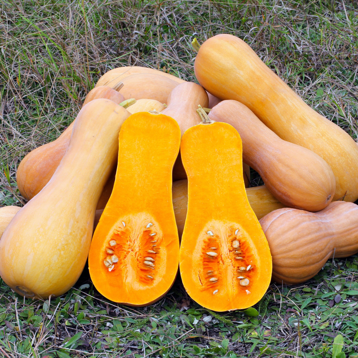How to grow waltham butternut squash in quebec