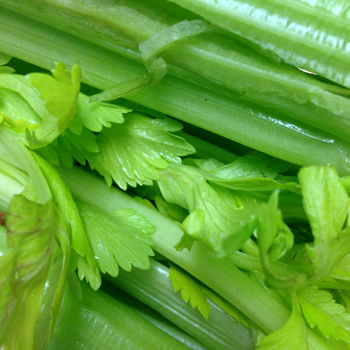 How to grow celery in quebec