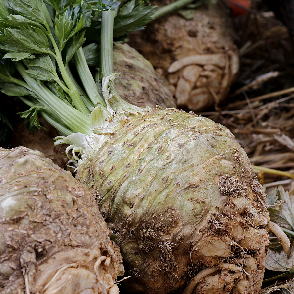 How to grow celeriac in quebec