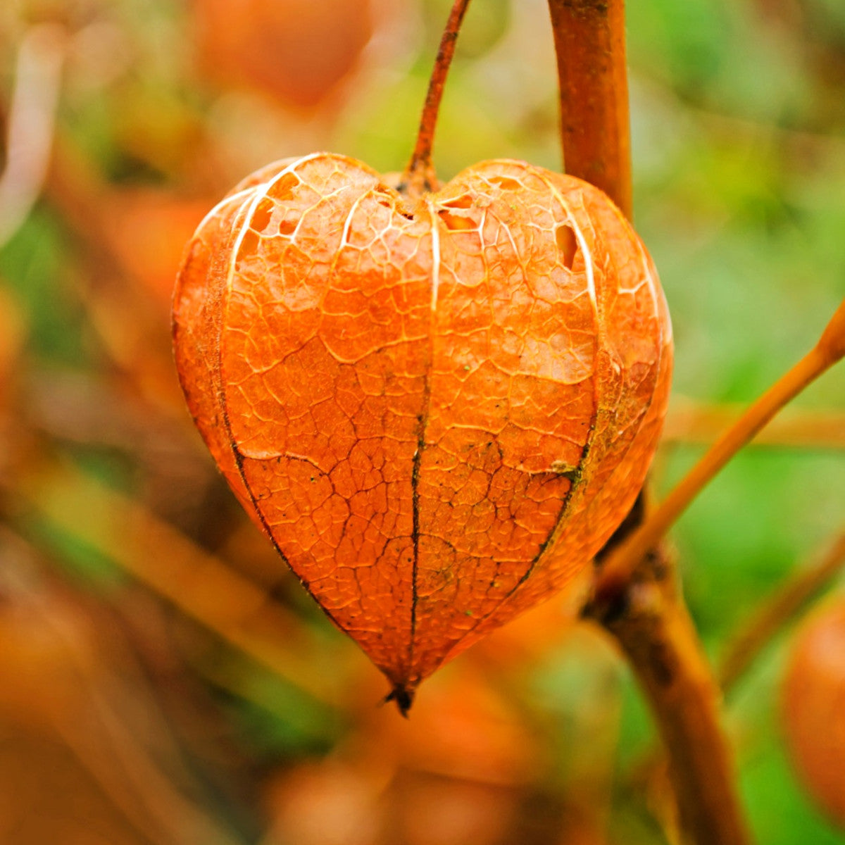 How to grow ground cherries and tomatillos in quebec