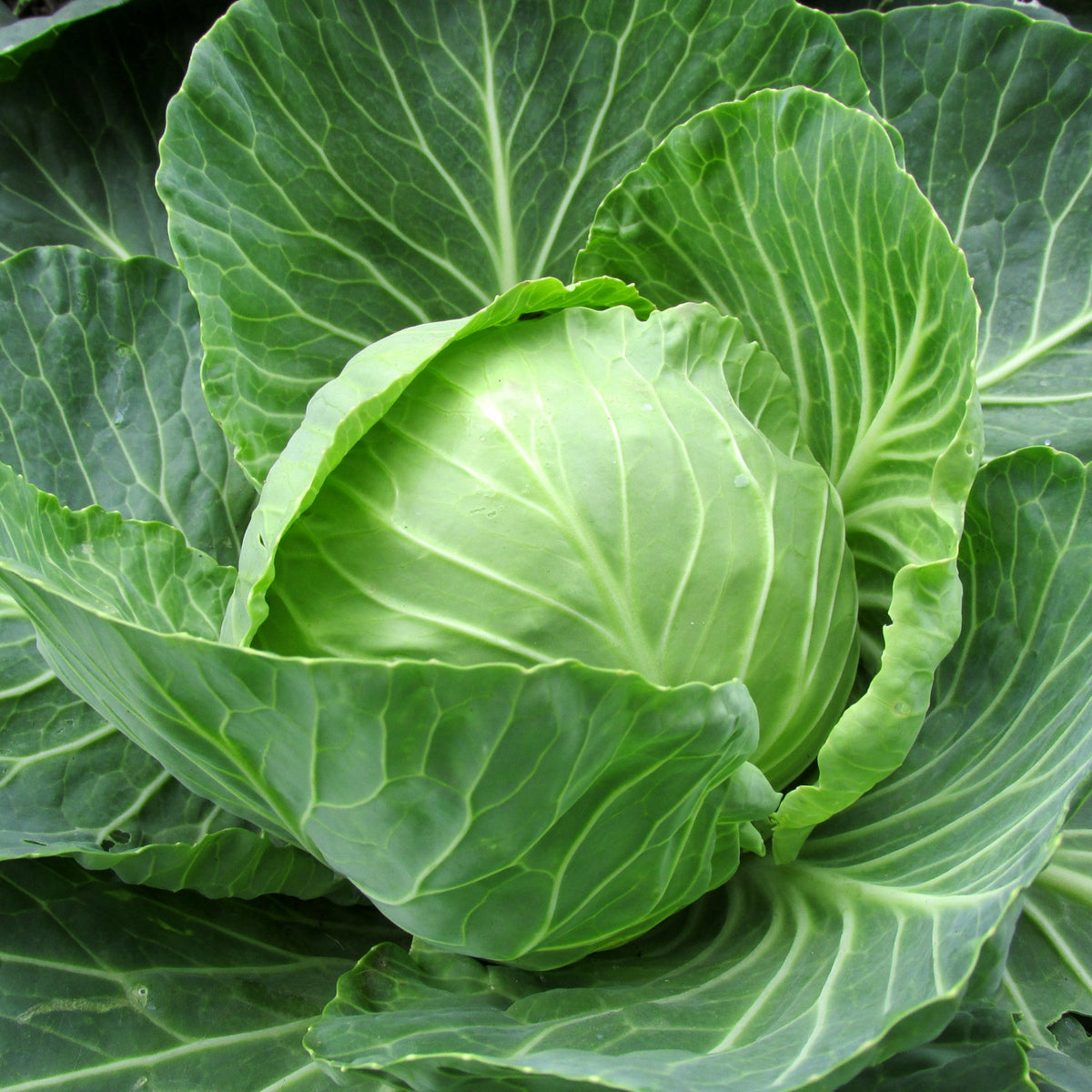 How to grow cabbage in quebec