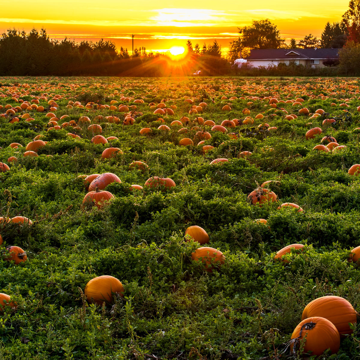 How to grow pumpkins in quebec