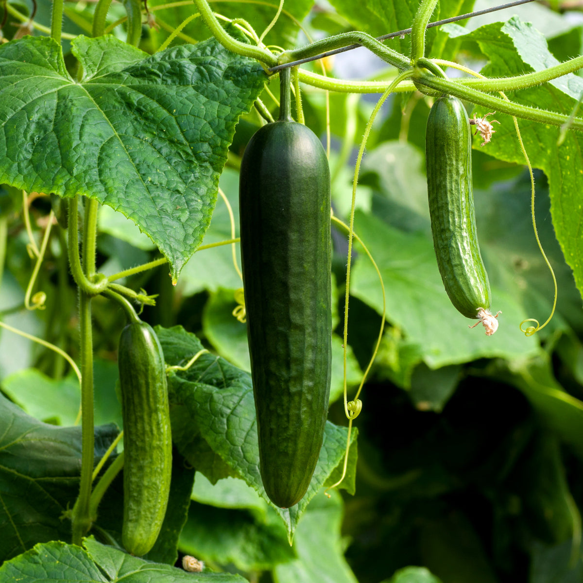 How to grow cucumbers in quebec