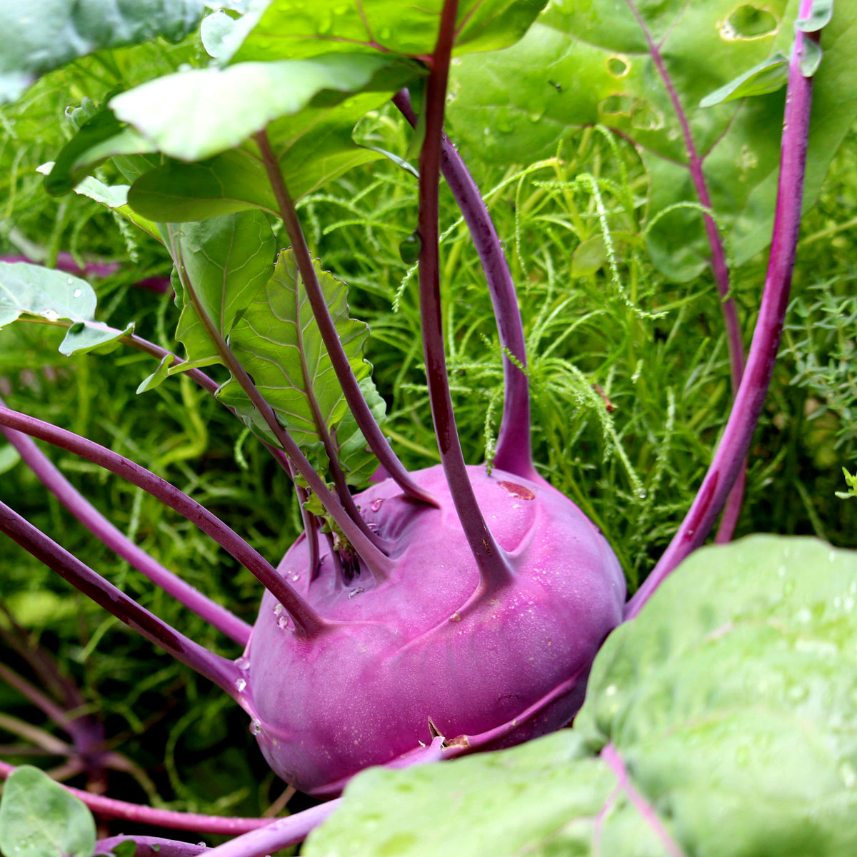 How to grow kohlrabi in quebec