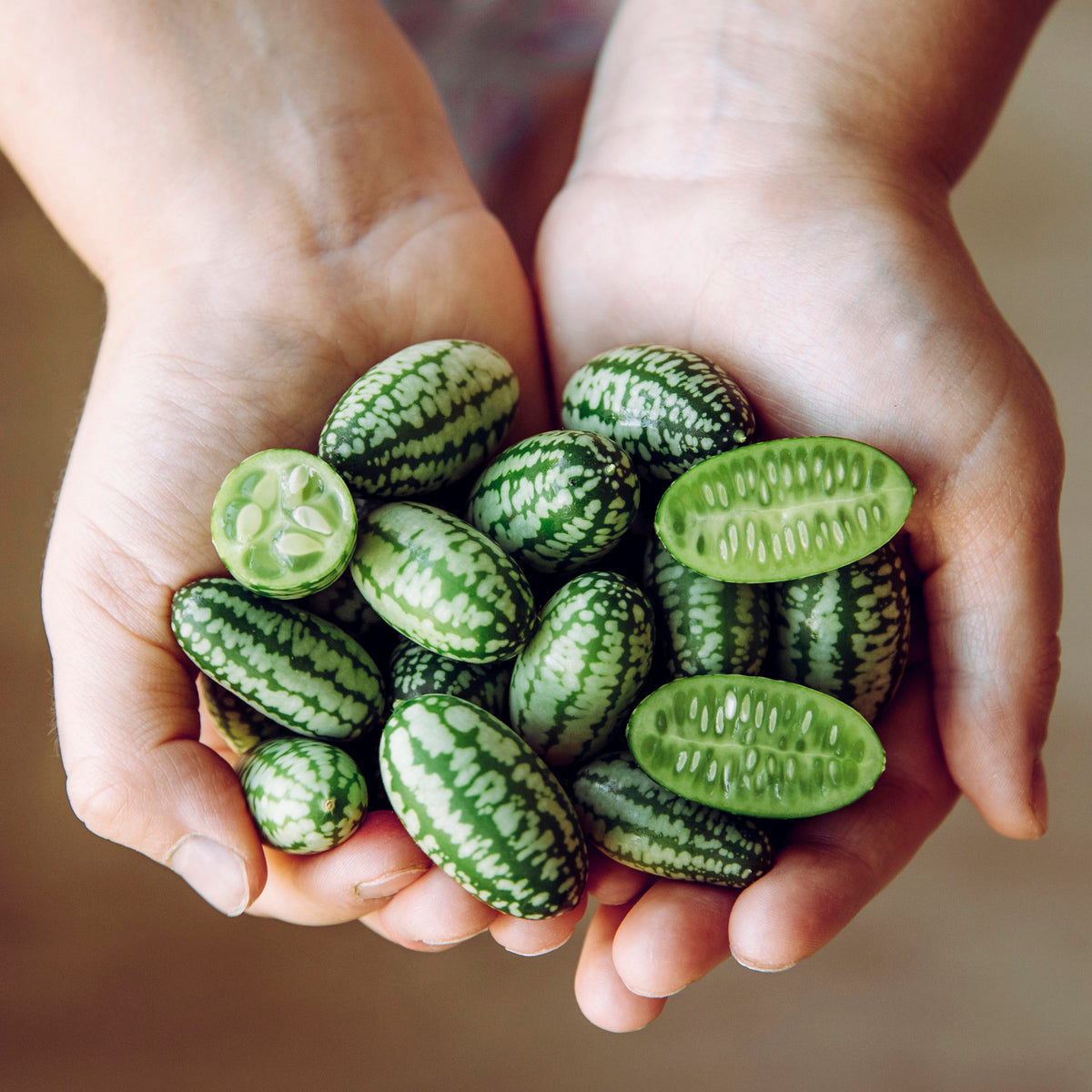 Comment faire pousser le cucamelon au québec