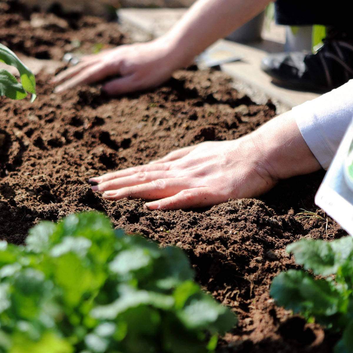 The 7 most popular organic fertilizers