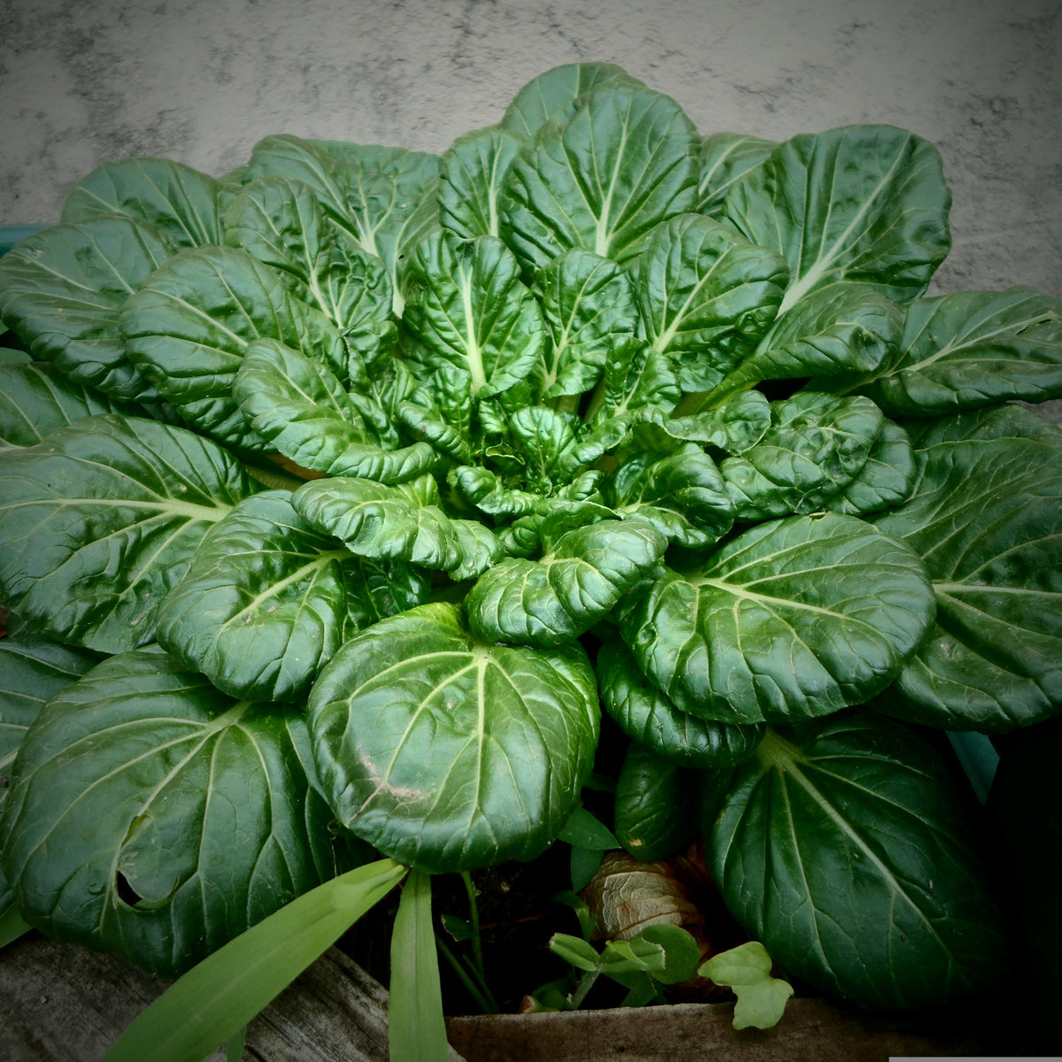 How to grow spinach in quebec