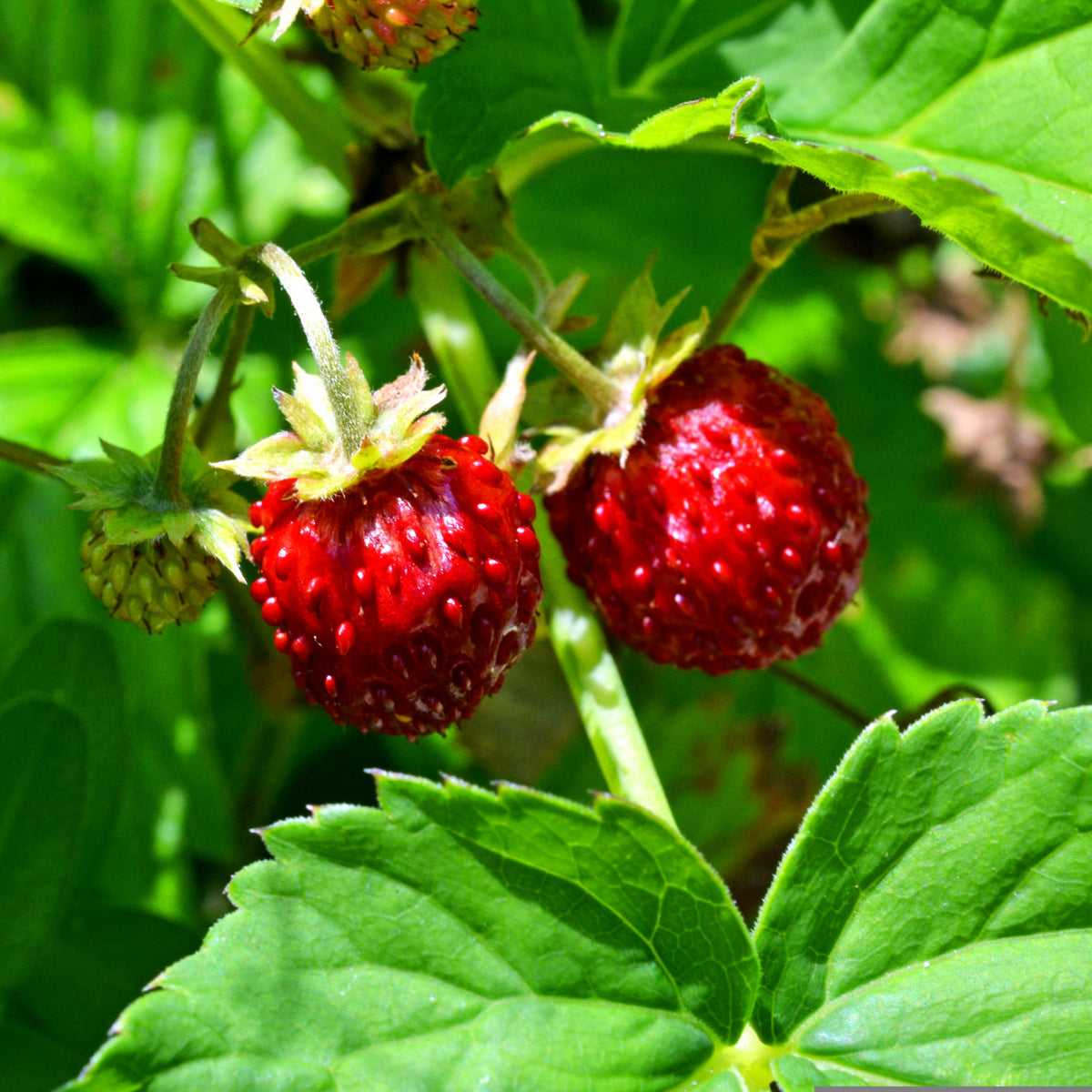 How to grow alpine strawberries in quebec