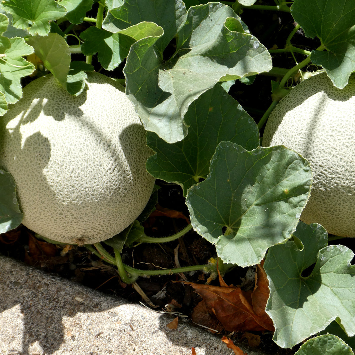 Comment faire pousser des cantaloups au québec