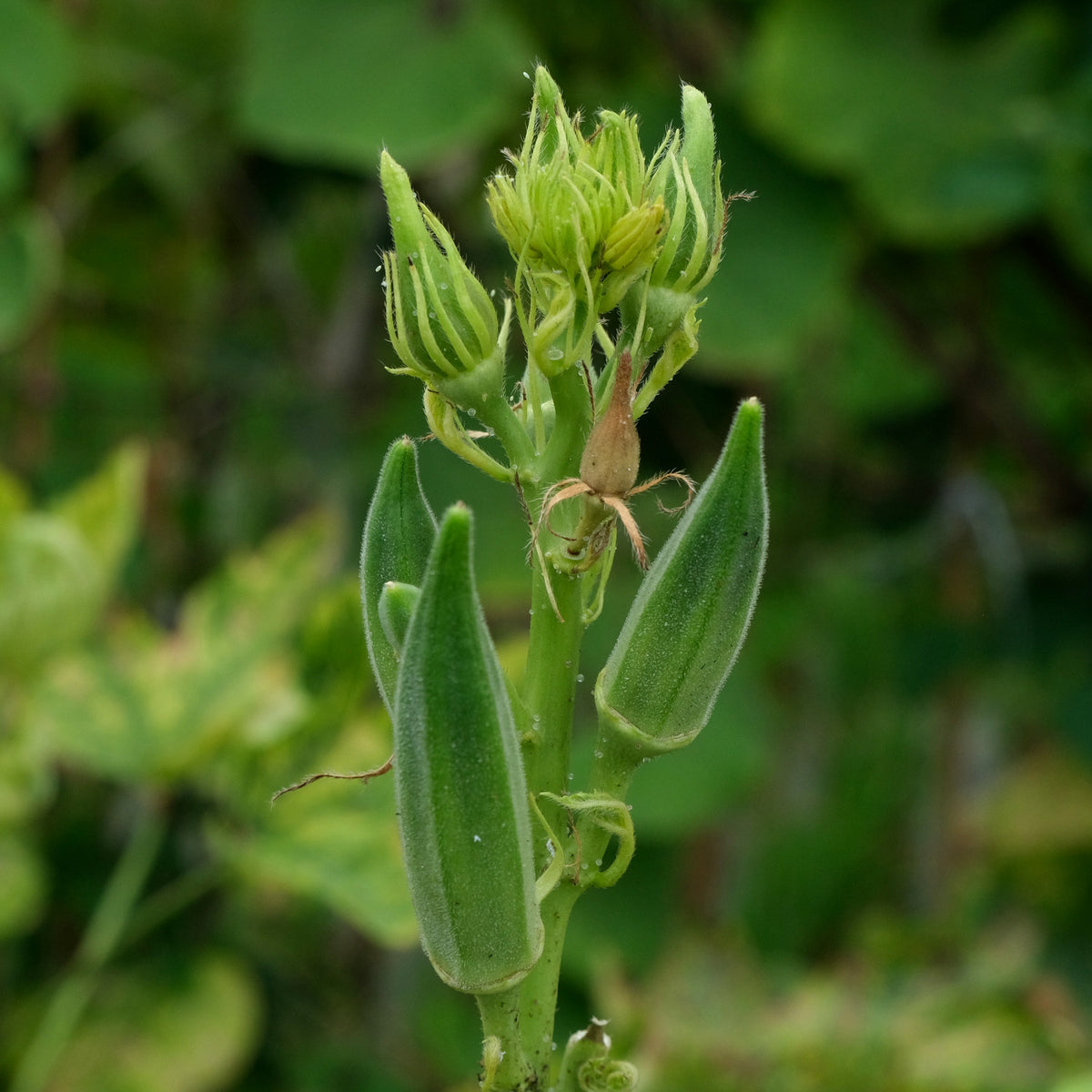 How to grow okra in quebec