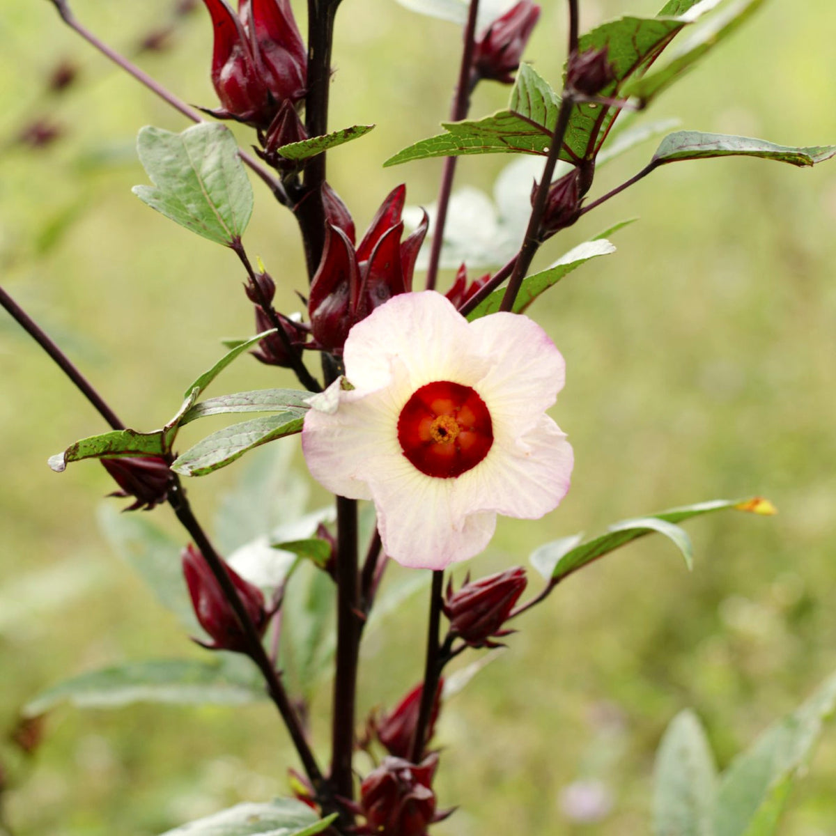 Comment faire pousser de la roselle au québec
