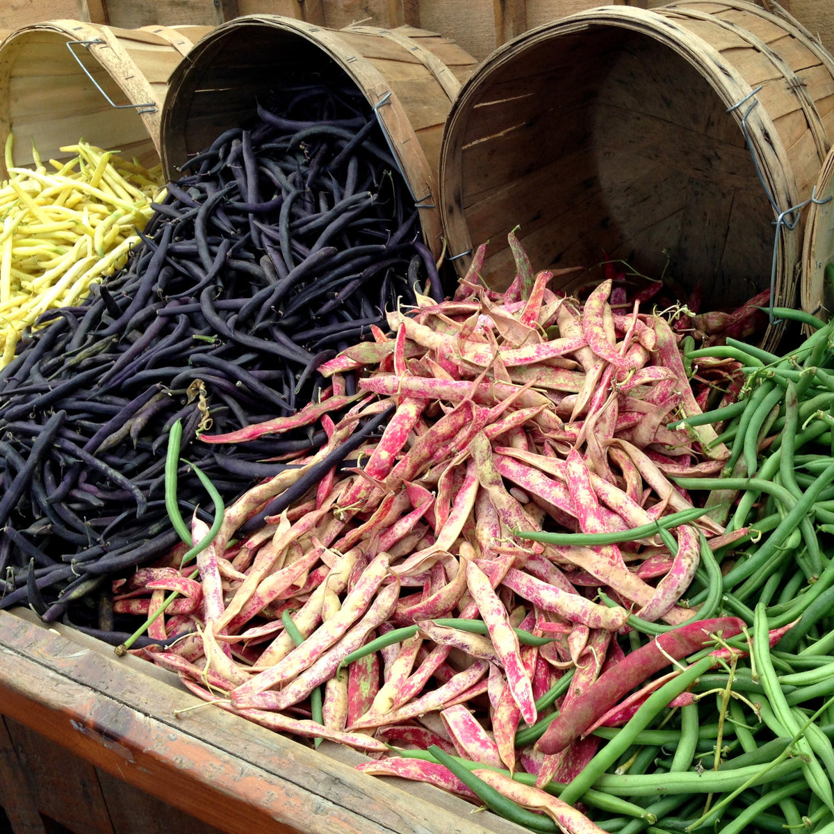 How to grow beans in quebec