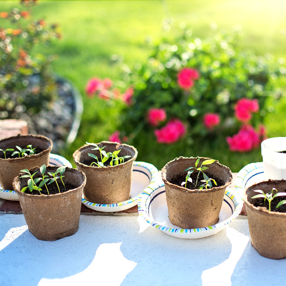 What to plant in july in quebec
