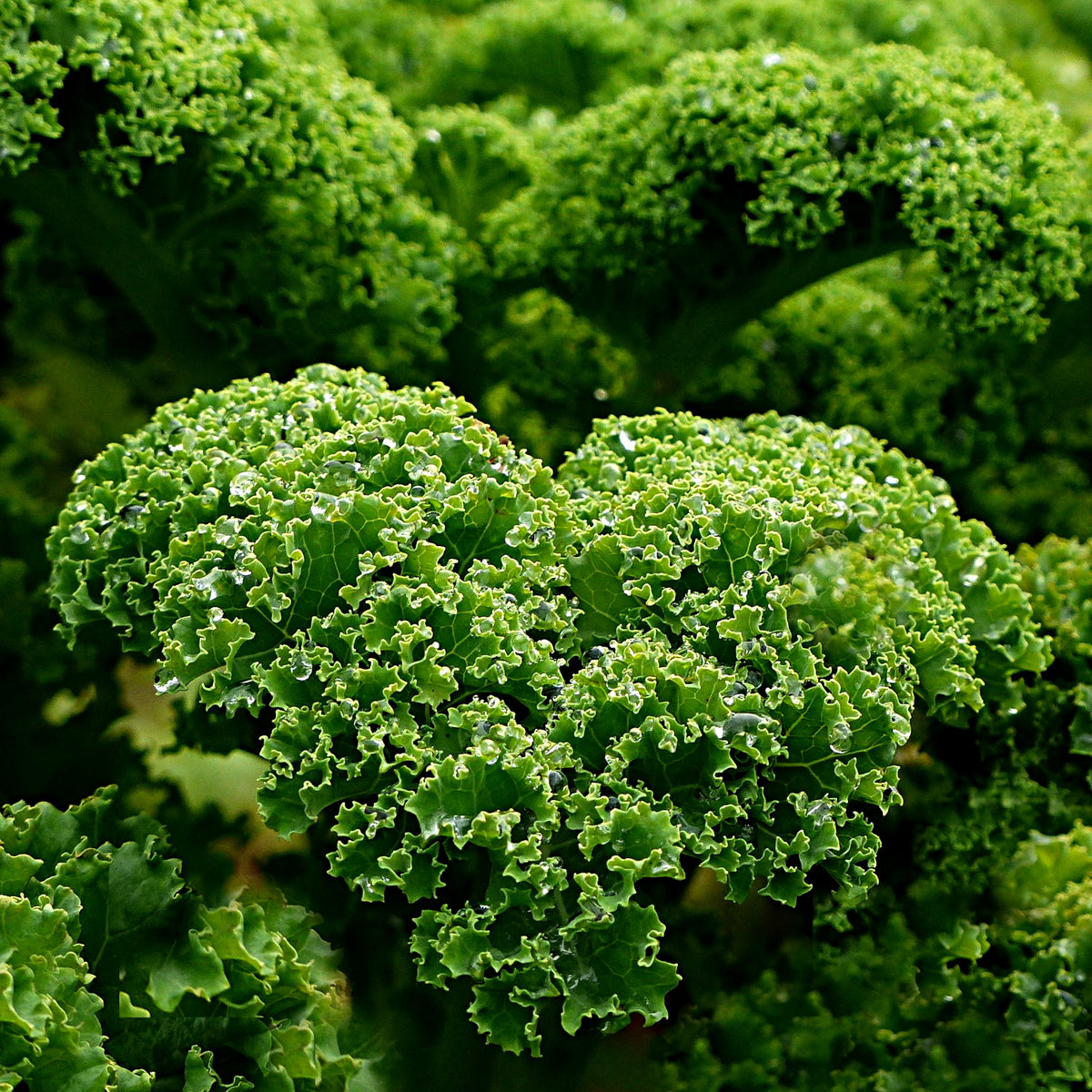 How to grow kale in quebec