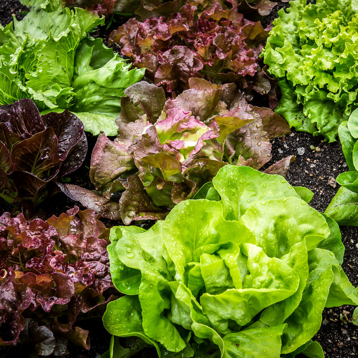 How to grow lettuce in quebec