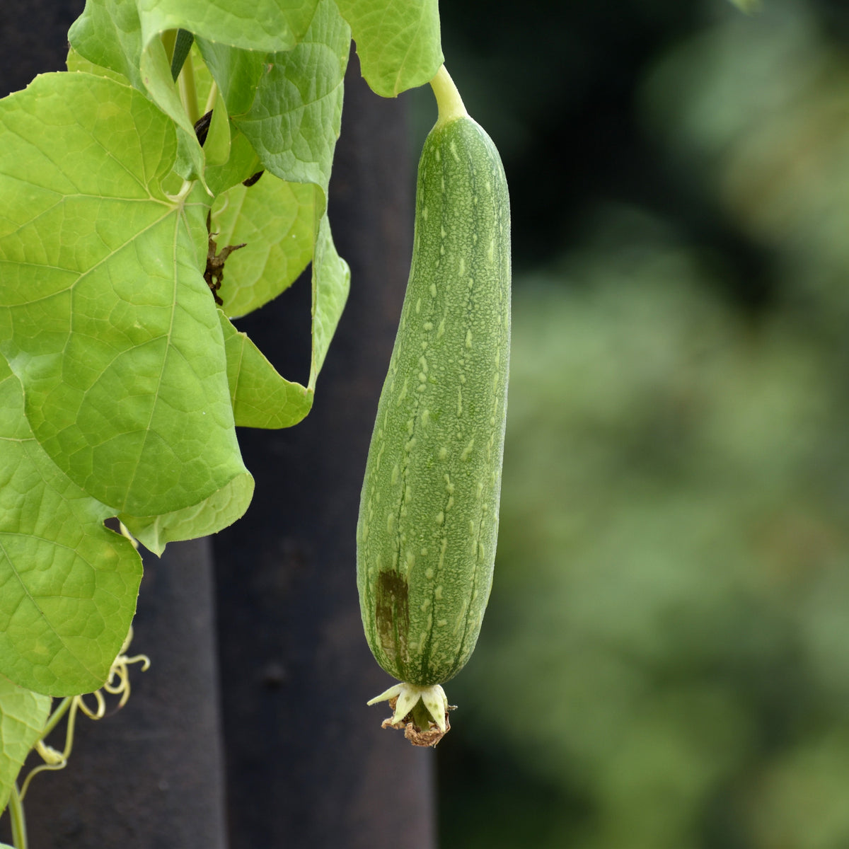 How to grow loofah gourds in quebec