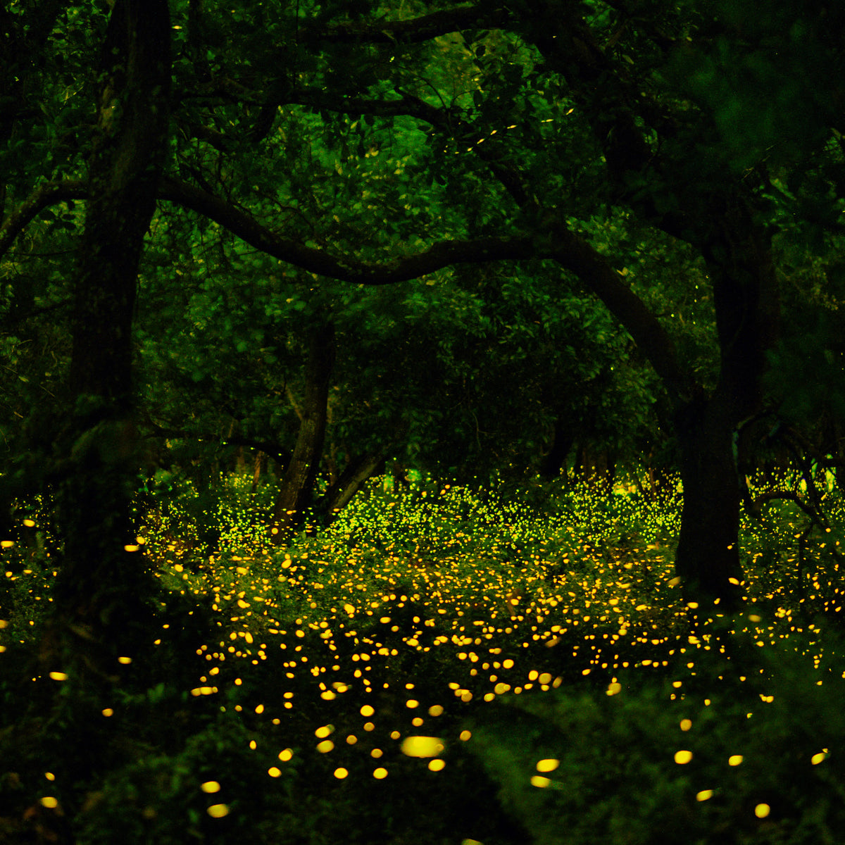 How to build a habitat for fireflies?