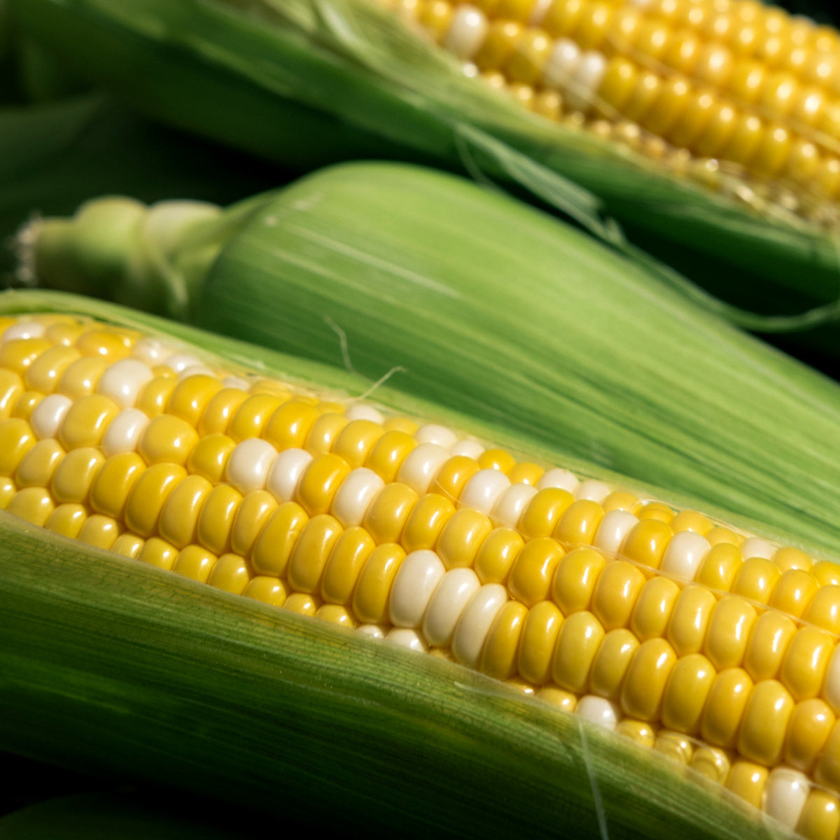 How to grow corn in quebec