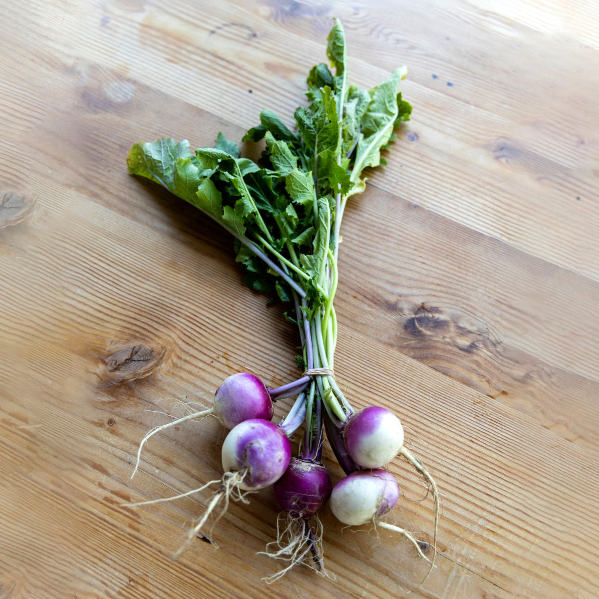 How to grow turnips in quebec