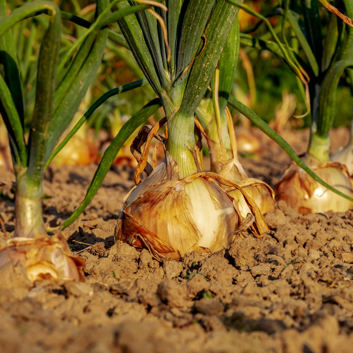 How to grow onions in quebec