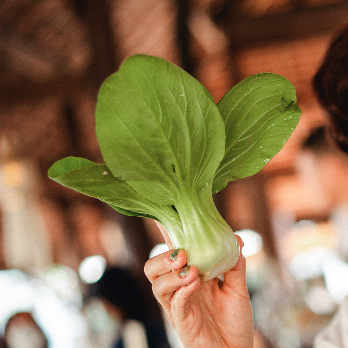 How to grow pak choi in quebec