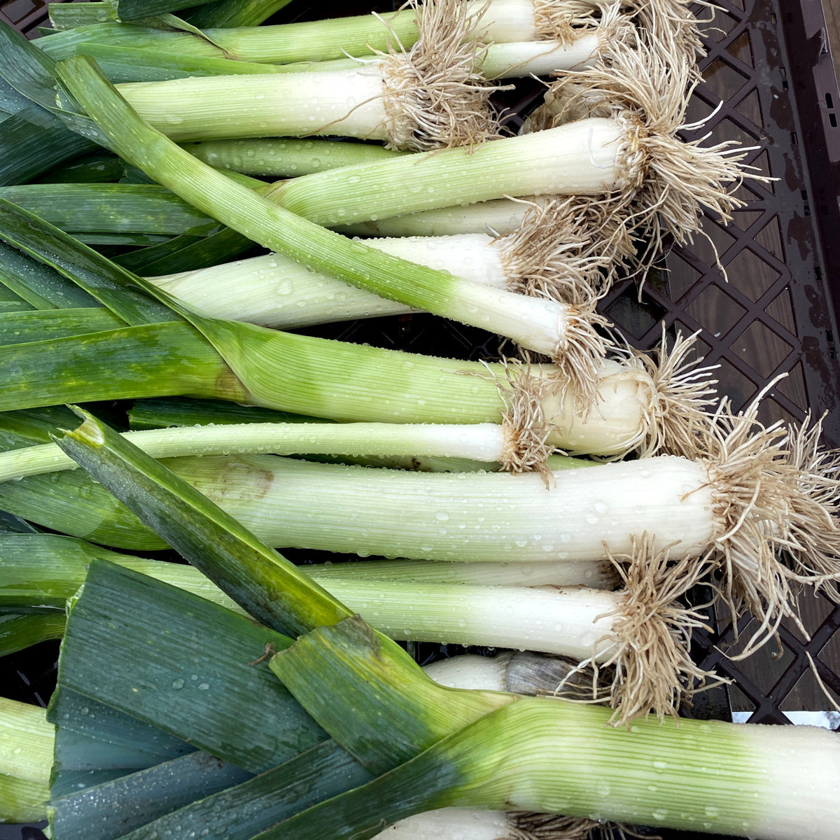 How to grow leeks in quebec
