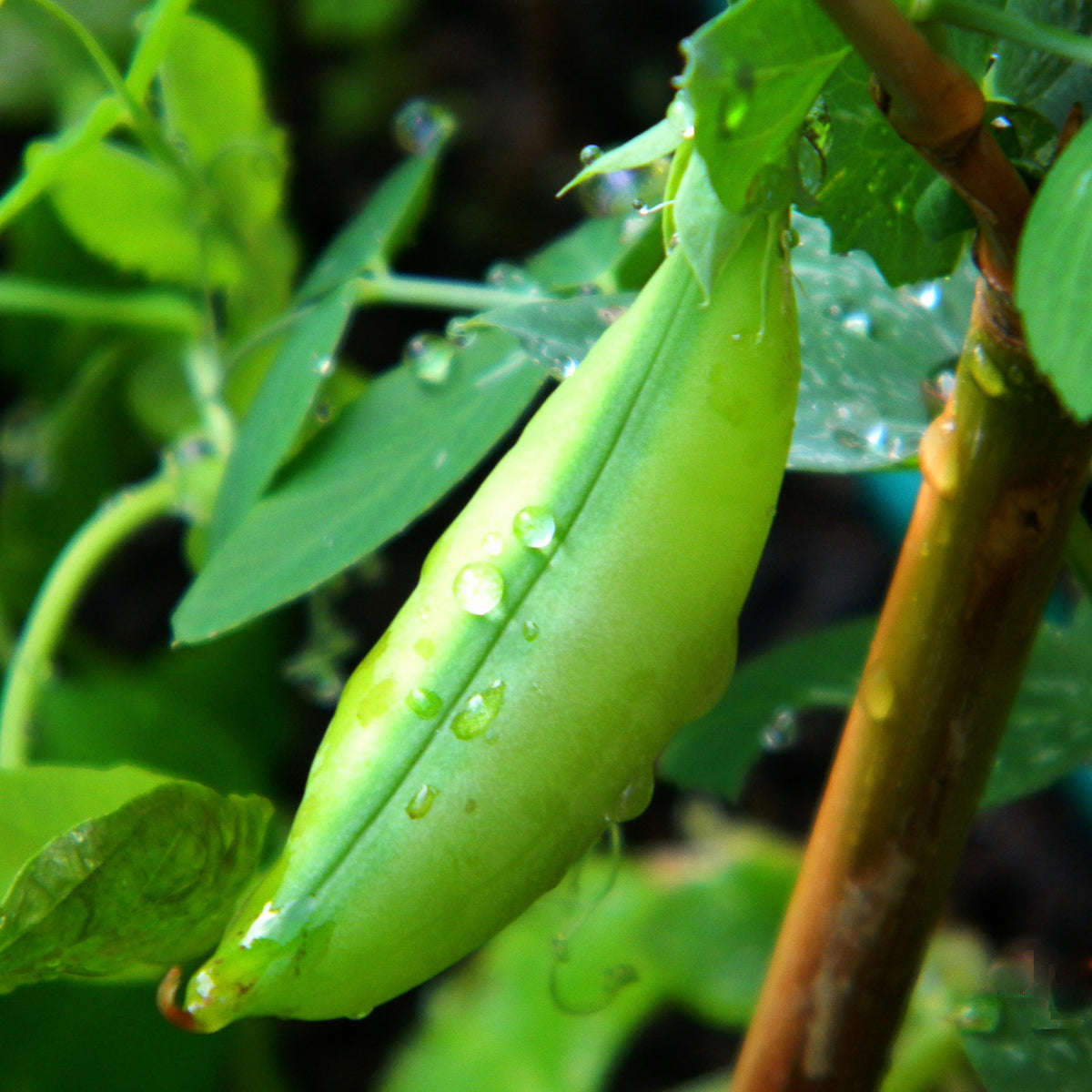 How to grow peas in quebec