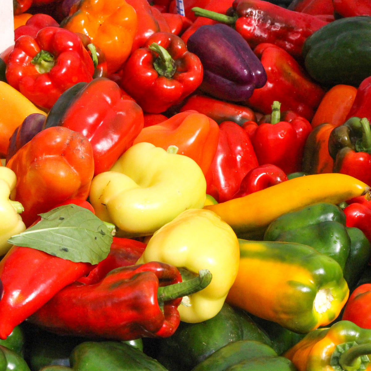 How to grow bell peppers in quebec