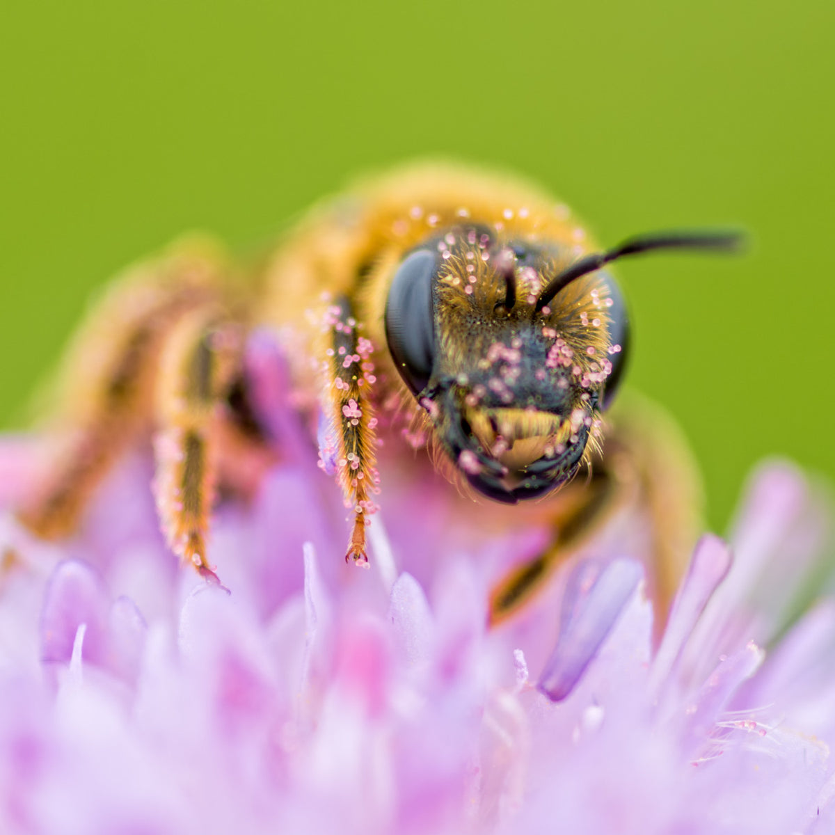 Pollinating insects
