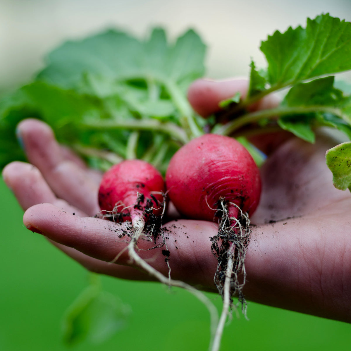 How to grow radishes in quebec