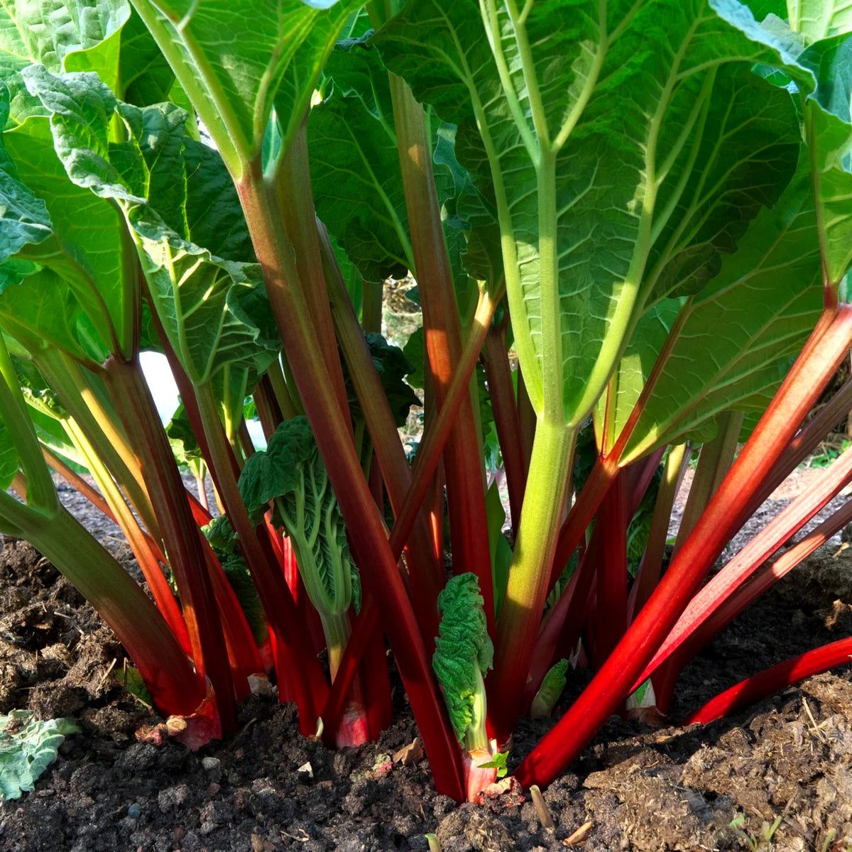How to grow rhubarb in quebec