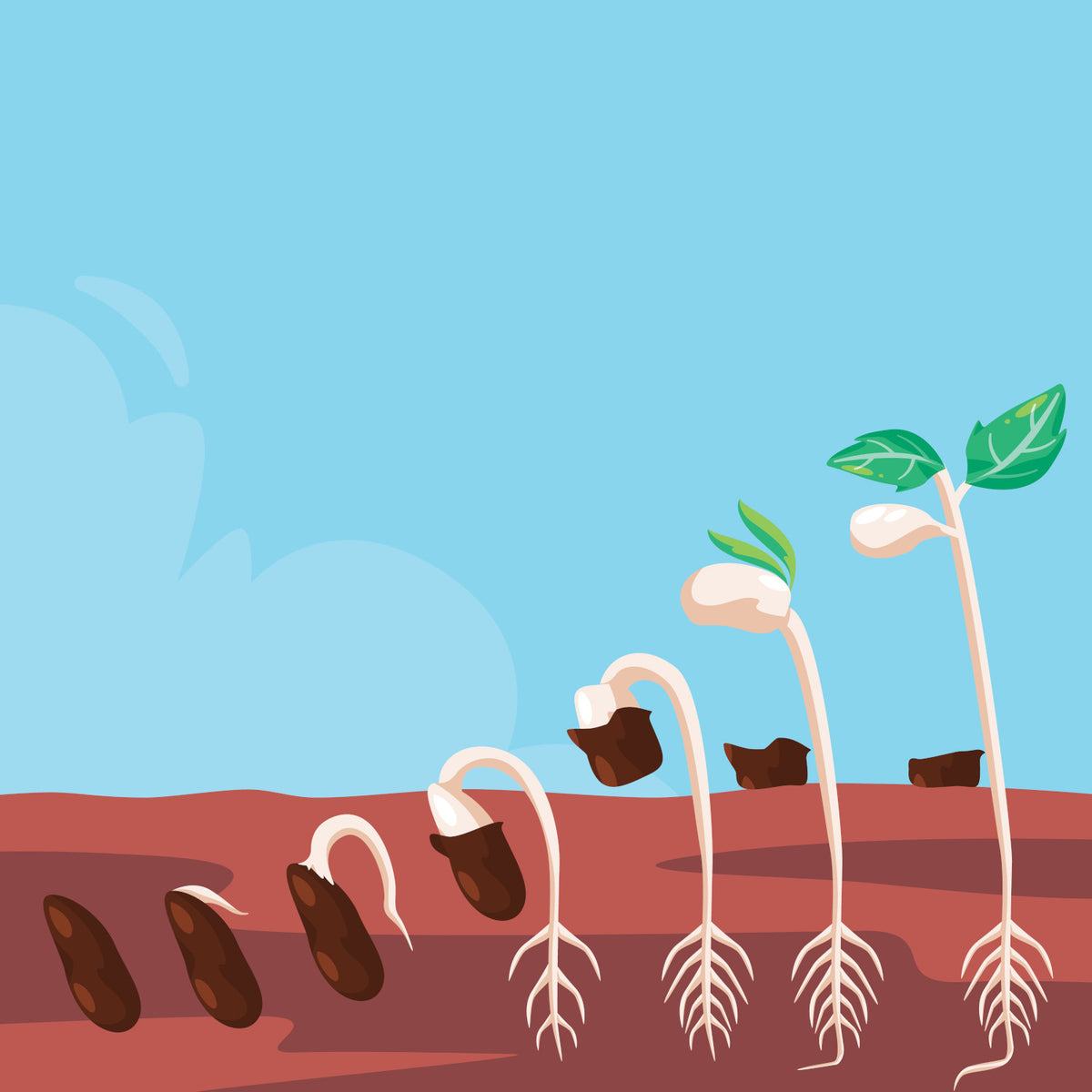 Horticulture 101: comment planter des semences?
